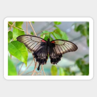 Common Mormon Butterfly - Papilio Polytes Sticker